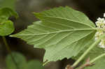 Mapleleaf viburnum